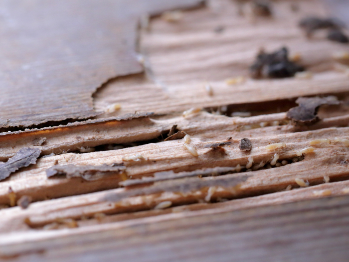 玄関ドアの結露をそのまま放置すると怖いリスクが