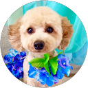 【トイプーログ】ふっかTime profile picture