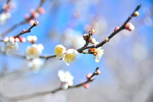 梅の花.jpg