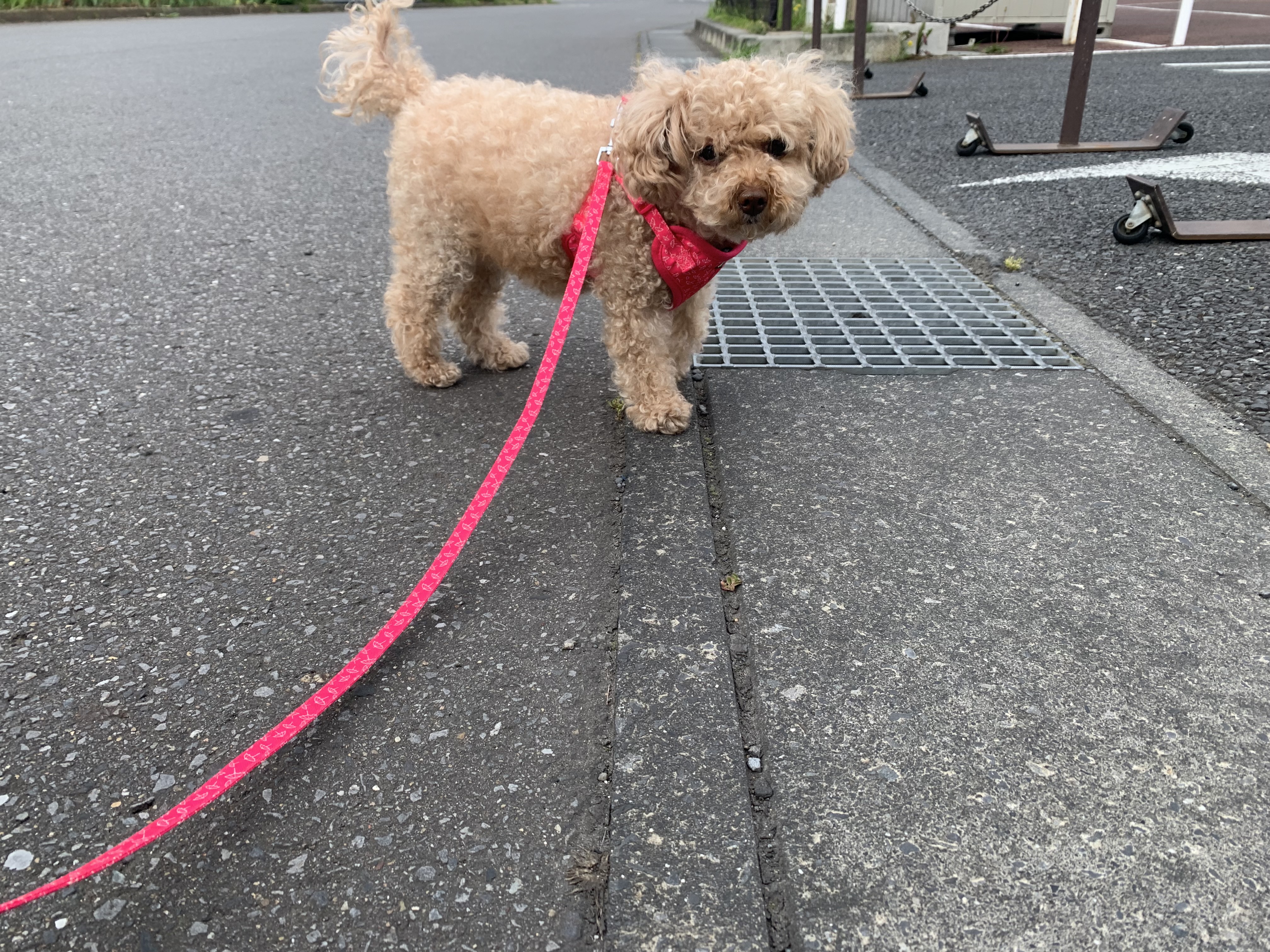 千葉市・川口市・習志野市で現地調査させていただきました【マイスター社長ブログ】