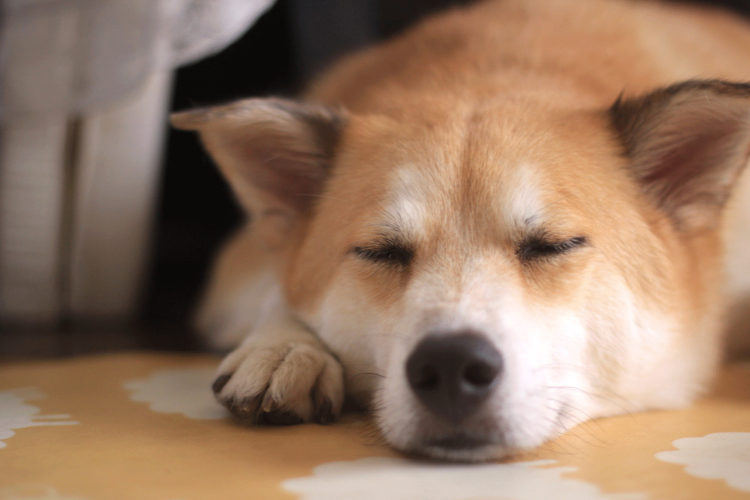 暖かいリビングで寛ぐ愛犬